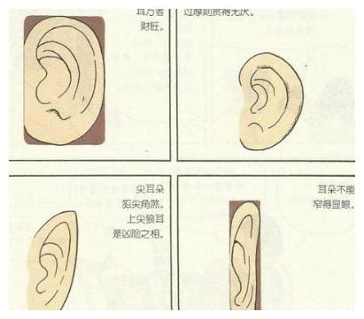 男人耳朵形状与命运图解_耳朵形状与命运图解耳轮突出,第21张